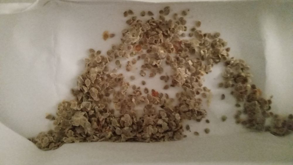 Семена томатов домашние