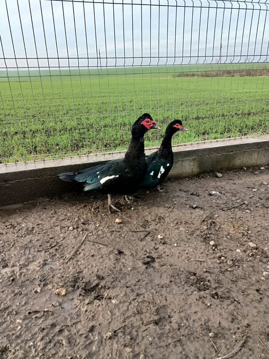 Pereche rate lesesti mute