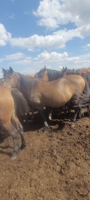Продам жирную лошадь.