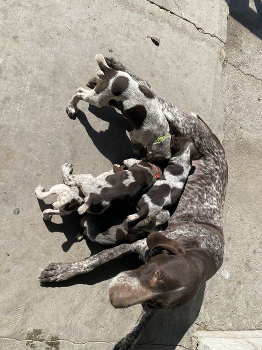 Курцхаар  щенки .