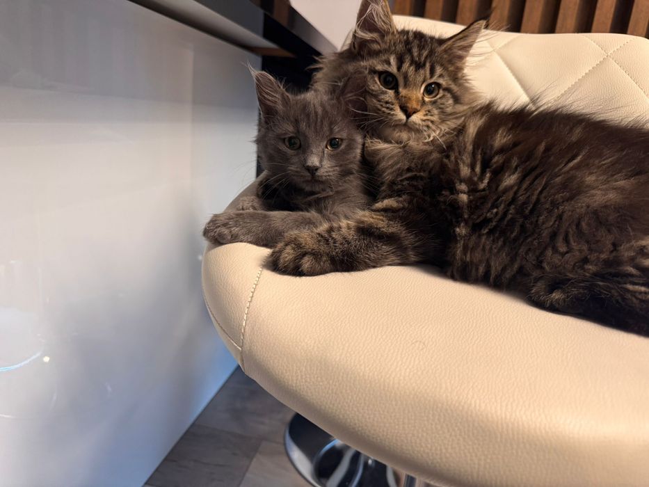 Vand Siberiana de padure