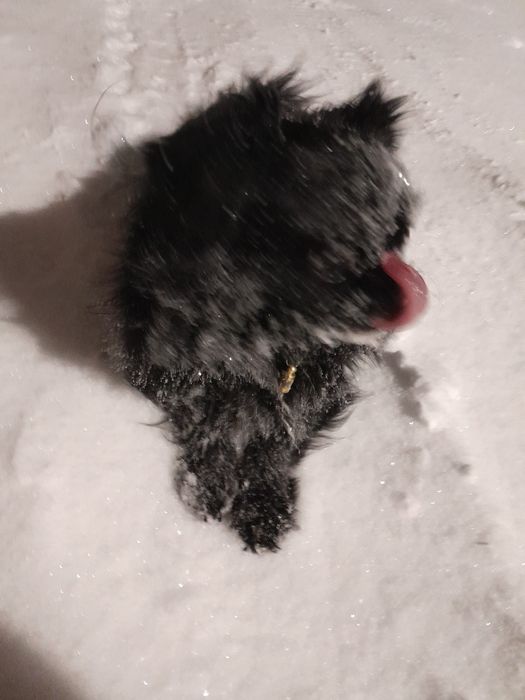 Вязка японский хин