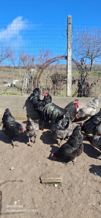 Ouă australorp,rhode island și moțate