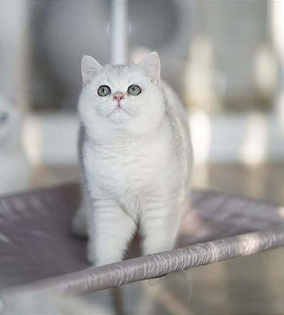 Британская кошка