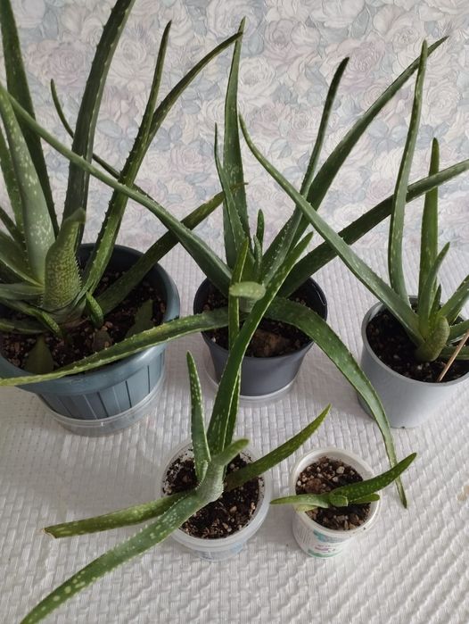 Продам алоэ Вера лечебный