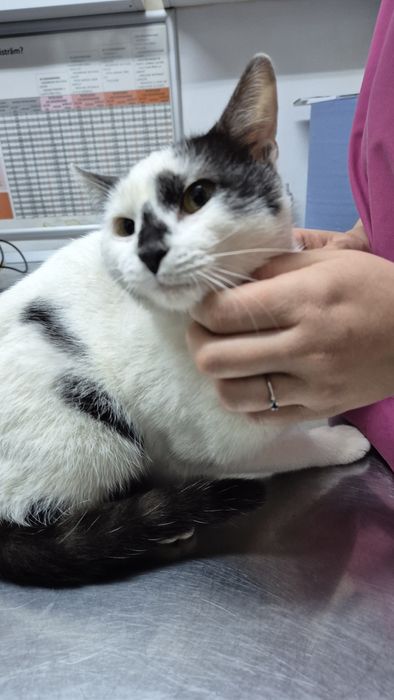 Scandal pisica cauta acasa