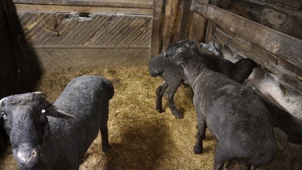 Қошқарлар сатылады