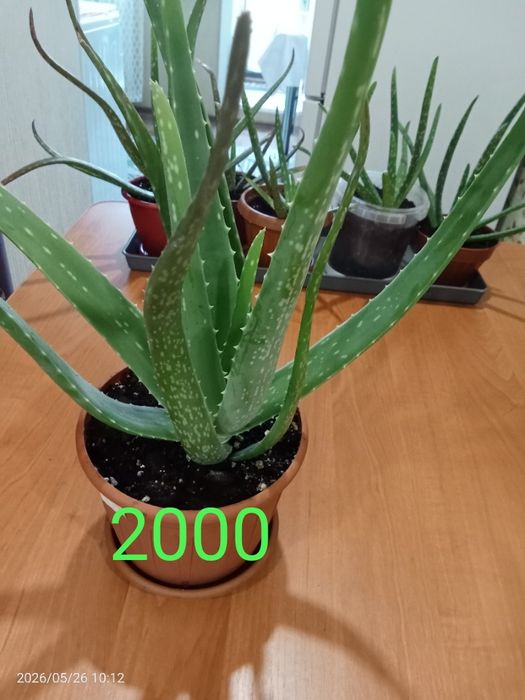 Продам цветок Алоэ.