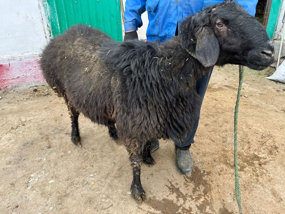 Кошкар 2х годовалый