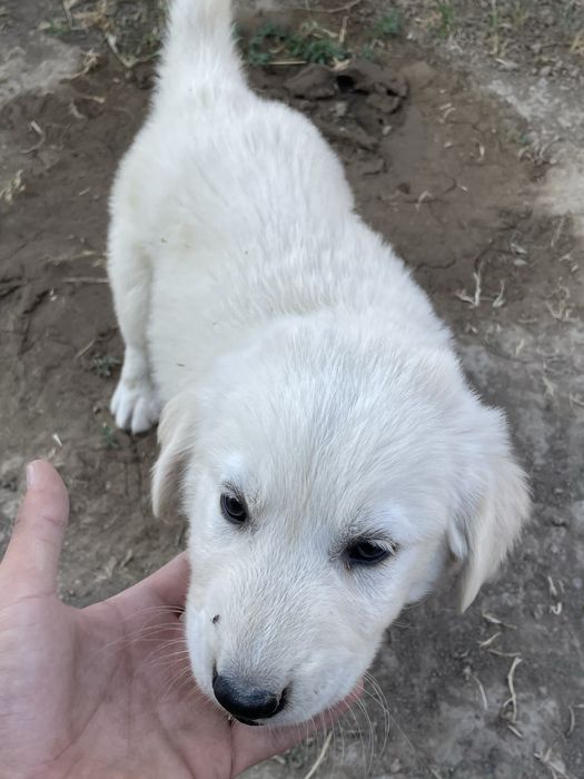 Таксистпен ақ шұлықтағы порно