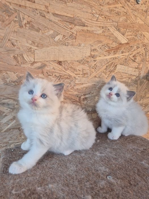 Ragdoll Blue  superb
