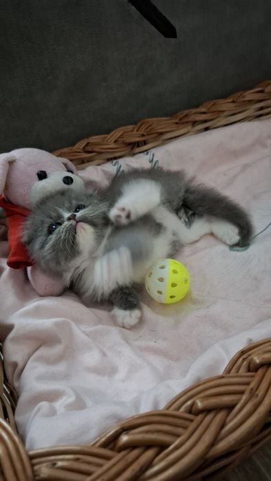 Шотландская фолд