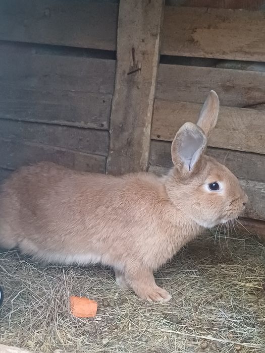 Бургундские кролы