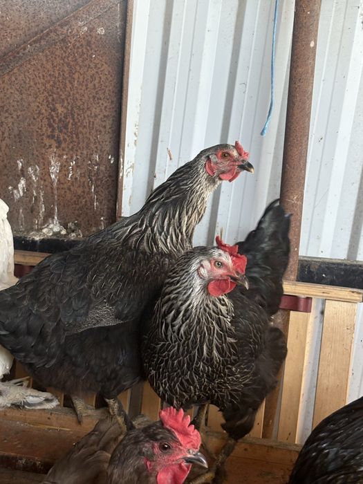 Vand Gaini si cocosi