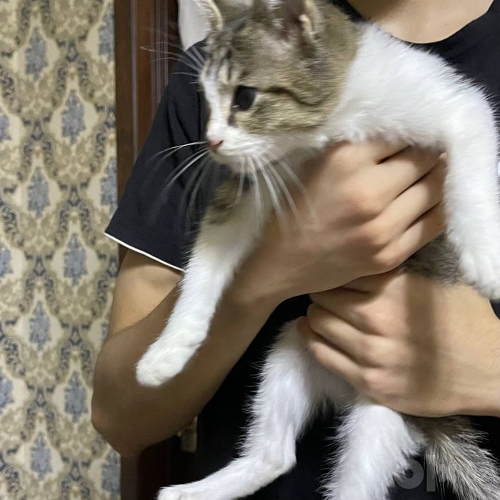 Кошечка 3-х месячная