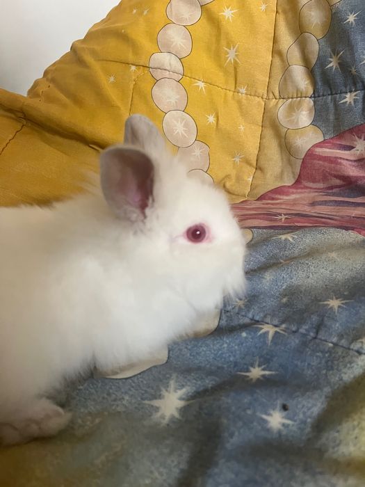 Зайче на два месеца