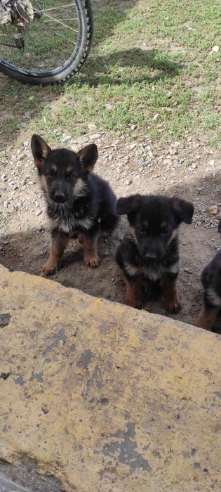 Щенки немецкой овчарки