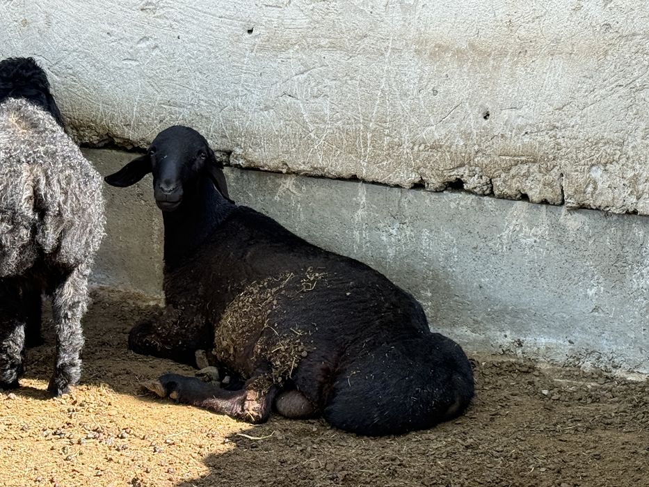Кошкар сатылады семіз
