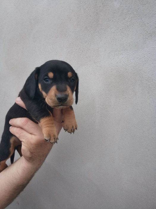 Fetita neagra cu pete de foc teckel mini