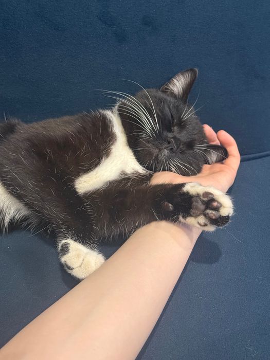 Отдаем кота в надежные руки