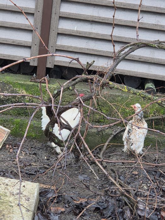Декоративни Петлета и кокошки