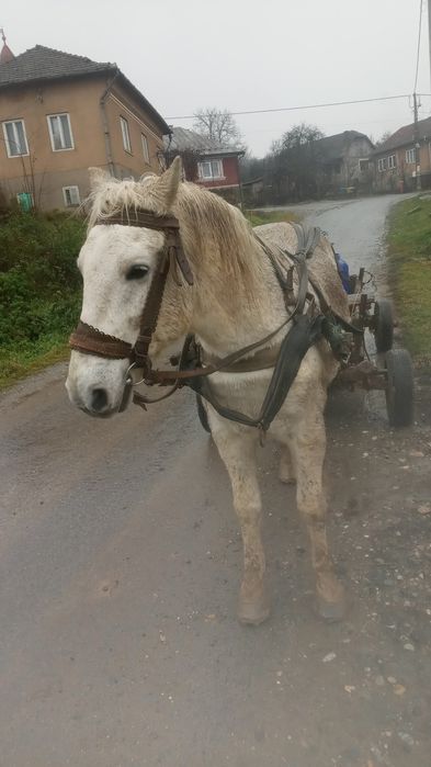 Cal si caruta de vanzare