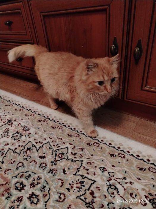 Молодая  кошечка