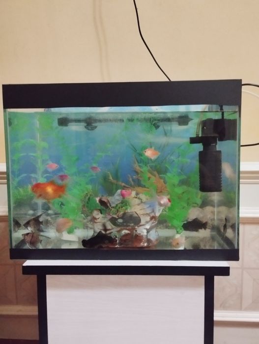 Akvarium barcha jixozlari bilan