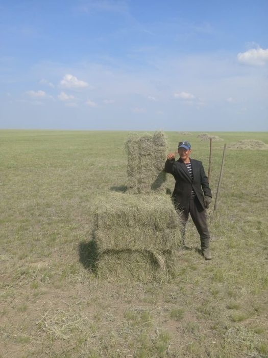 Продам Сено в тюках