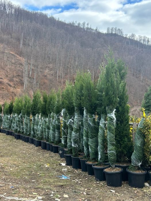 Leylandii oferta primaveriii