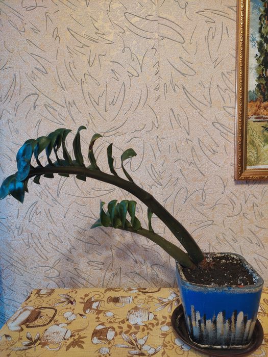 Комнатные цветы заомикулькас зензи