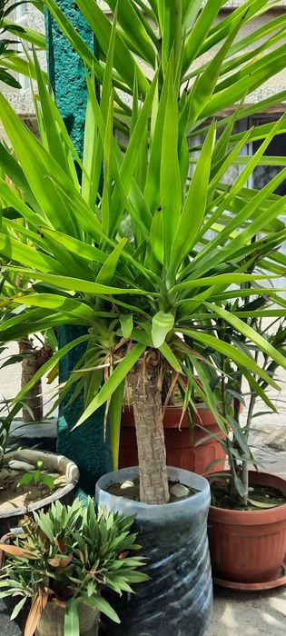 Юки в саксии различни големини