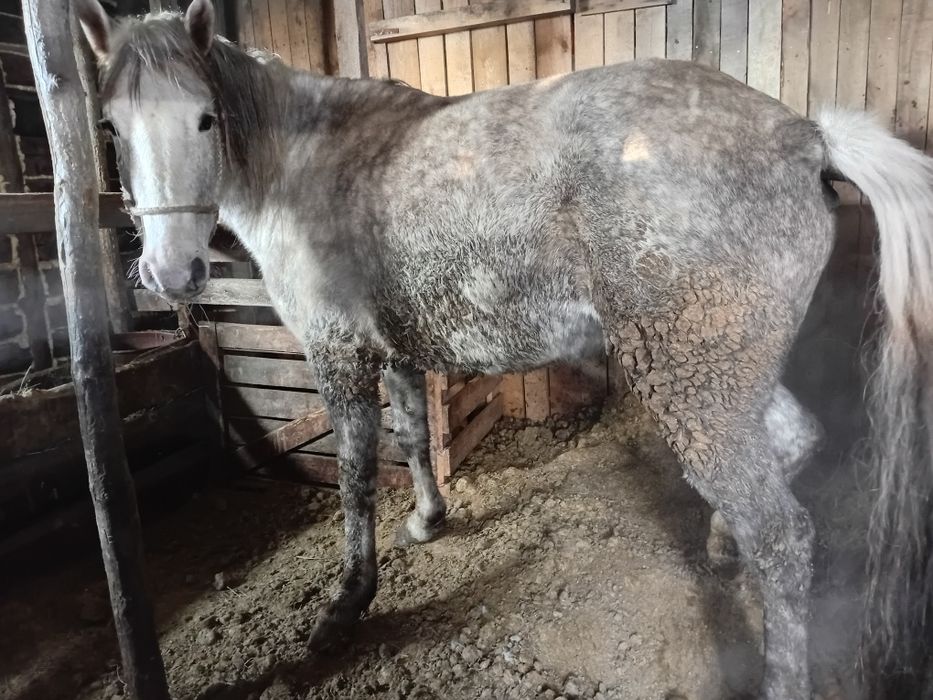 Продам семіз бие