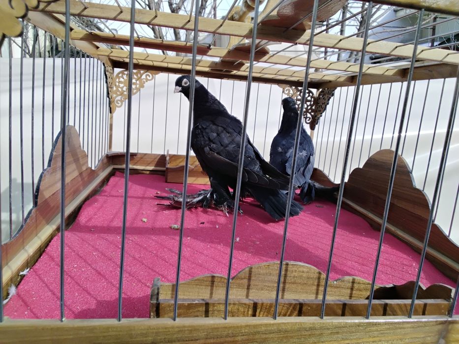 Кабутарлар голуби