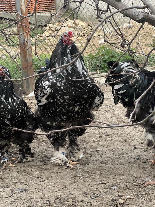 Продавам разплодни яйца от Мозаечна брама [Mottled Brahma]