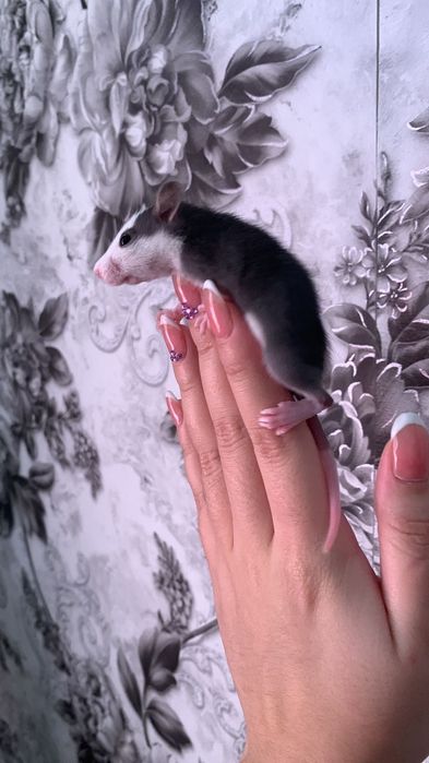 Крыски декоративные