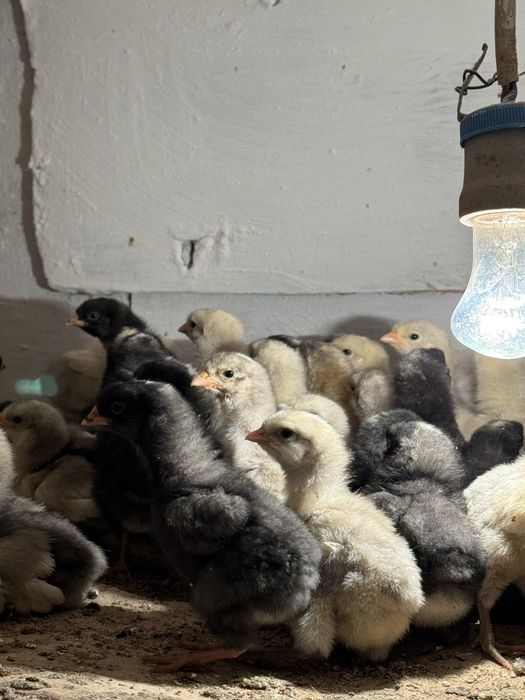 Продам цыплят породы плимутрок