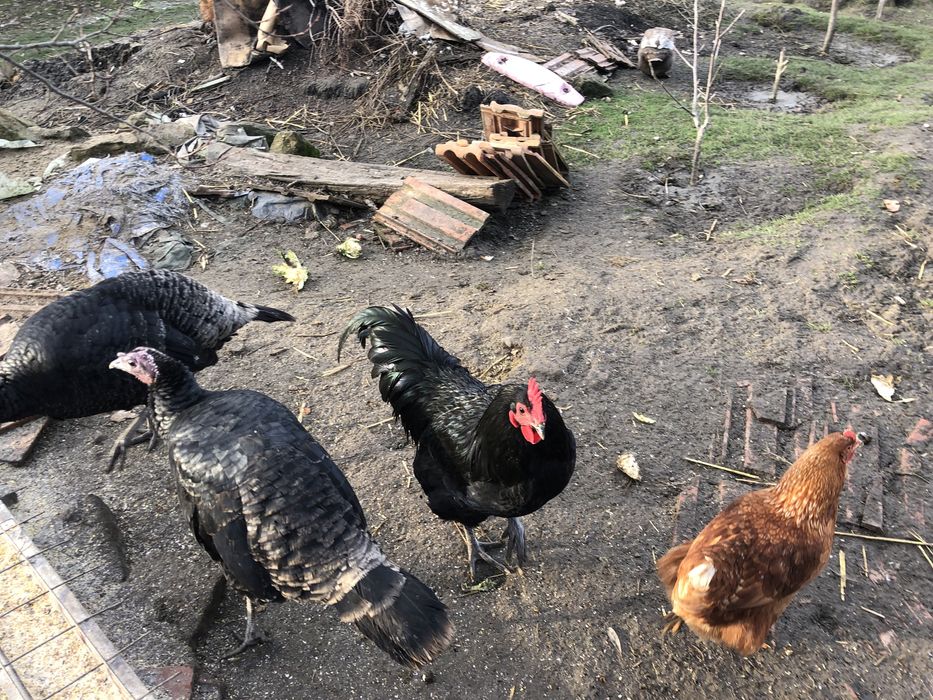 Vand cucos tanar din Rasa Australorp crescut la curte in libertate