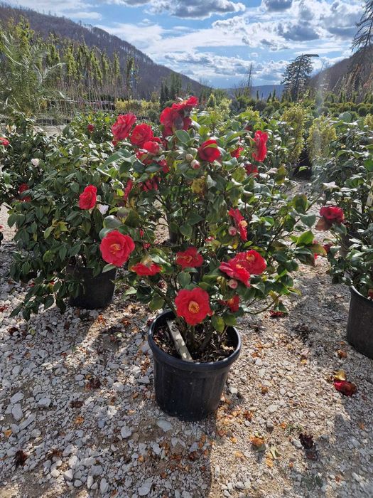 Plante pentru Spatii Verzi si Curti