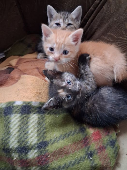 Котята крыс в доме не будет