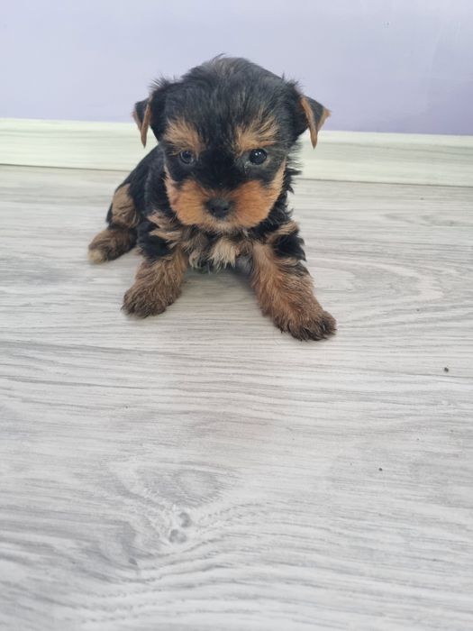 Йоркшир териери момчета.