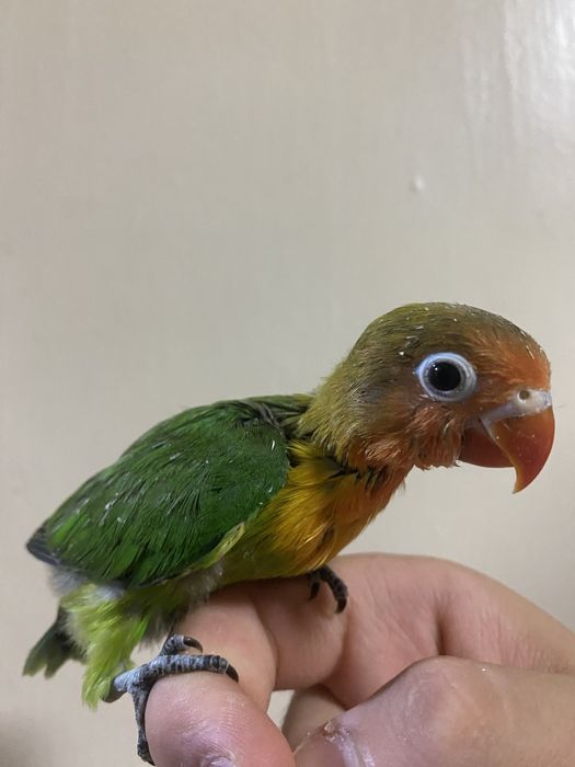 Ruchnoy papugay sotiladi