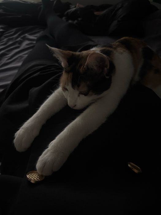 кошки и 2 котята