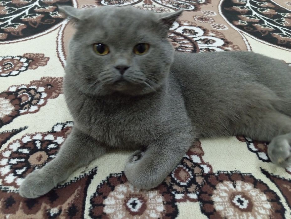 Vyazkaga Britan (toza qon)