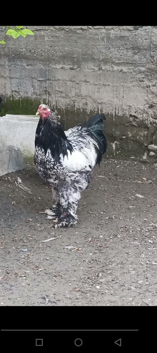 Brama “tochkali” zotli tovuq tuxumi va jo‘jalari sotiladi! 

Zo