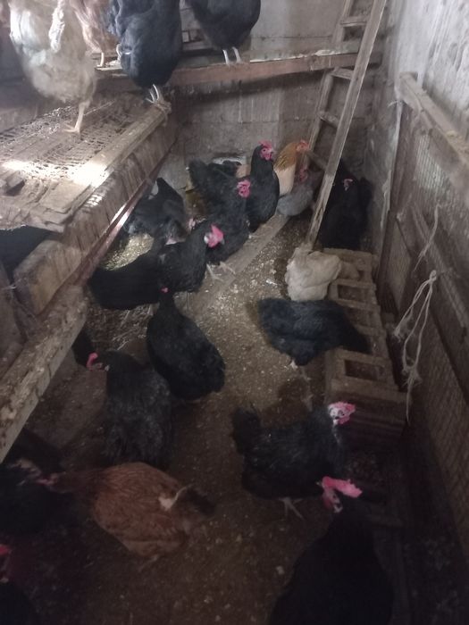 Домашный тауықтар