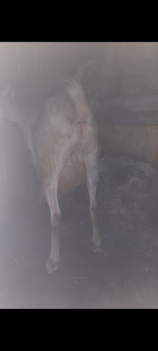 Capre saanen  cu lapte