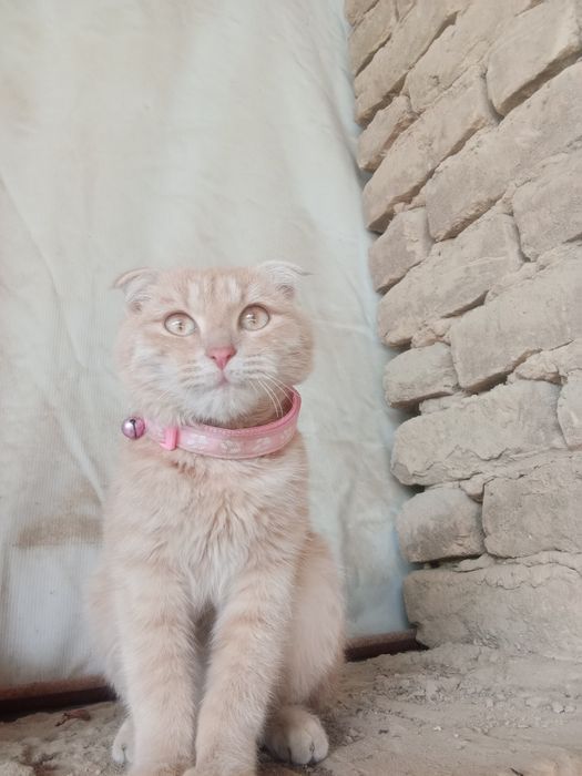 Scottish fold cat