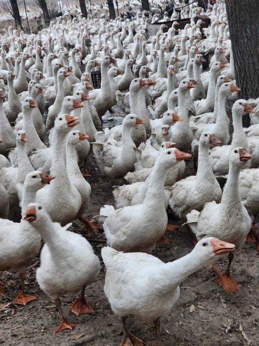 Продам индюков 2500тг за кг живой вес