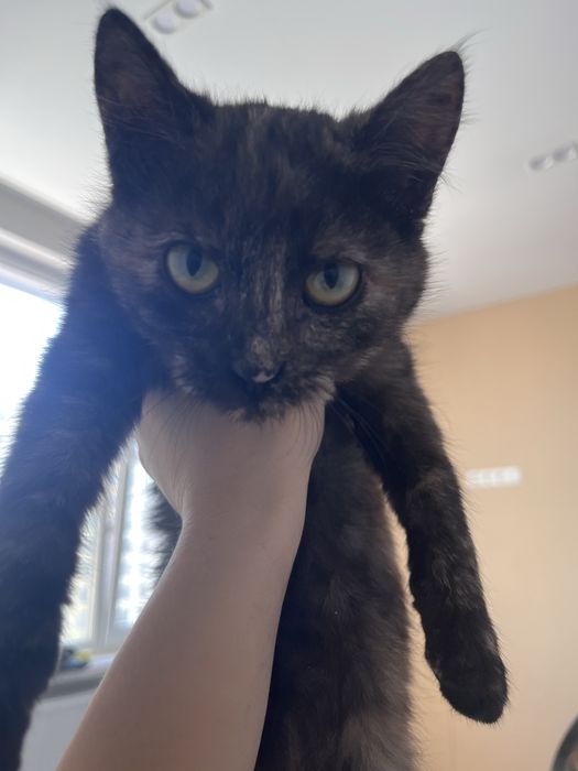 Котик, девочка 3 месяца